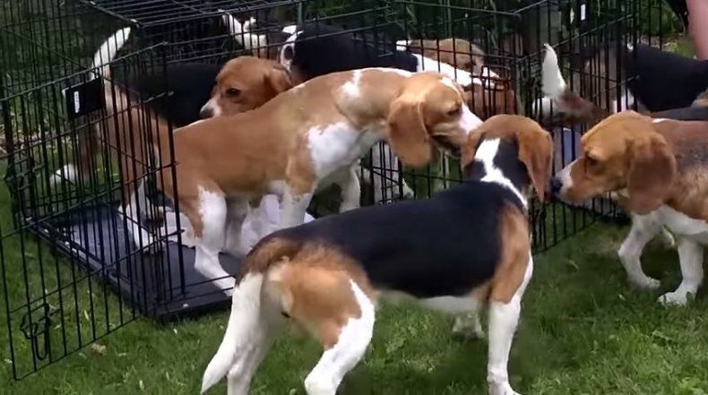 Perritos de laboratorio son liberados