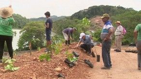 Ciudadanos inician reforestación en avenida Omar Torrijos Herrera