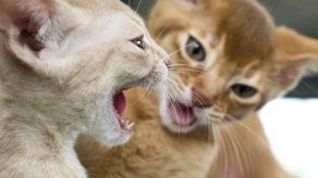 Pareja de italianos sobrevive a alud de tierra gracias a sus gatos