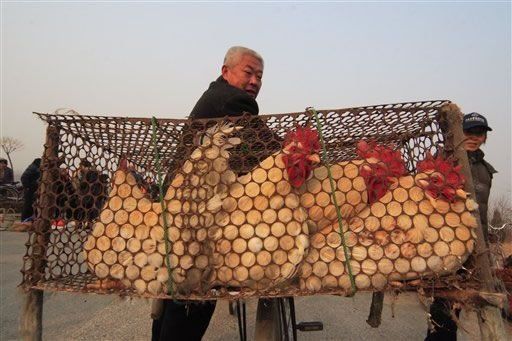 Suman 4,9 millones de aves muertas por gripe aviar en México