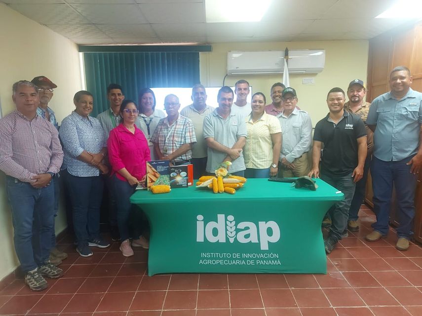 Gira de Intercambio de Conocimientos Fortalece la Producción de Maíz en Panamá Gira de Intercambio de Conocimientos Fortalece la Producción de Maíz en Panamá