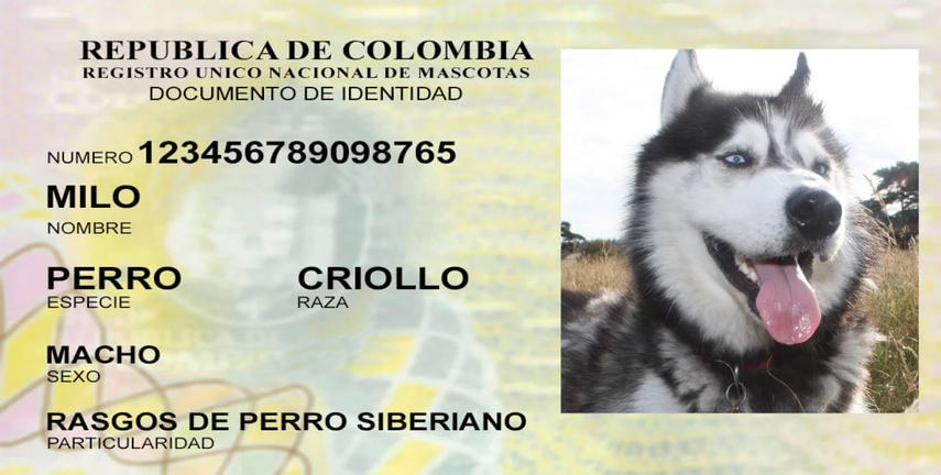 Cédula para mascotas: ¿Podrá suceder en Panamá?