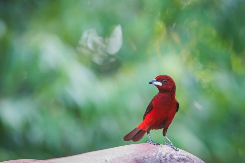 Pirotecnia: Cómo afecta a tus mascotas y a los animales silvestres Pirotecnia: Cómo afecta a tus mascotas y a los animales silvestres