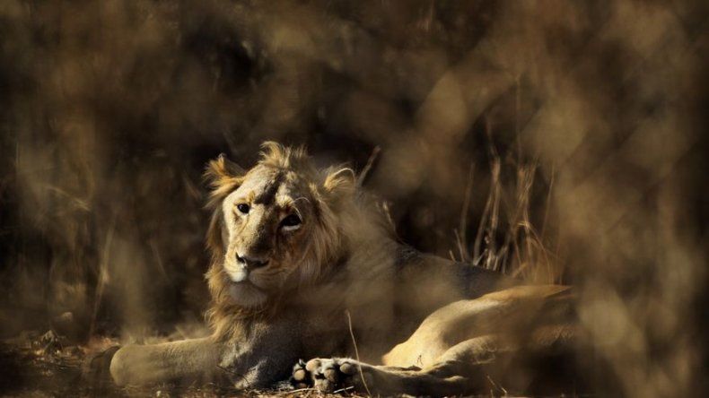 Leones en India vivirán en cautiverio por comer humanos