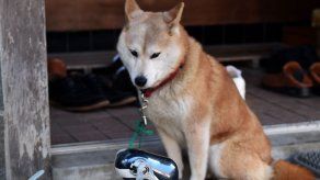 Sony volverá a lanzar un nuevo robot mascota 12 años después