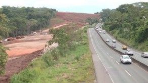 ¿Talar árboles para el progreso?