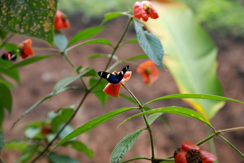 Estas mariposas las crían y las exportan familias panameñas de Coclé dedicadas a la cría de lepidópteros.