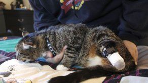 Diseñan prótesis para gato que perdió patas traseras