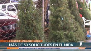 Unas 30 solicitudes presentadas para importación de árboles de Navidad