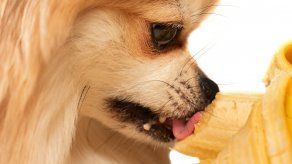 Snacks saludables que puedes darle a tu perro