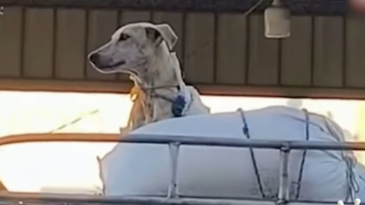 Traslado de perro en el techo de un busito genera indignación. Traslado de perro en el techo de un busito genera indignación.