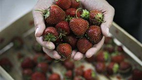 Los rusos están inquietos por el ingreso del país a la OMC