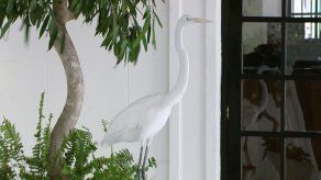 Doens: Cuidando adecuadamente a las garzas