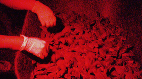 Más de 5,000 neonatos de tortuga marina han sido liberados en la playa San San. Más de 5,000 neonatos de tortuga marina han sido liberados en la playa San San.