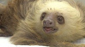 TR Verde: Acupuntura en animales