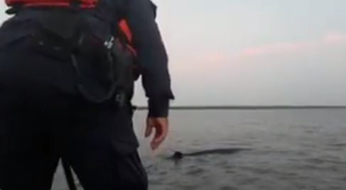 Armada colombiana rescata a ballena encallada cerca a Cartagena