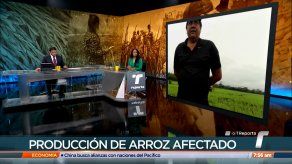 Asociación de Arroceros de Chiriquí señalan que no les está siendo rentable la producción de este rubro