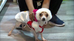 Reiteran afectaciones que causa la pirotecnia en las mascotas