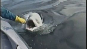 Ballena imitaba la voz humana