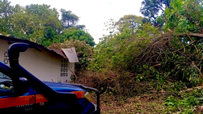 Árboles caen sobre vivienda en Tocumen&nbsp;