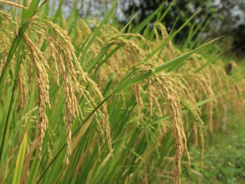 El precio fijado por quintal de arroz fue de 23.20 balboas.