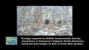 Graban a ocho gorilas de una singular especie en peligro de extinción