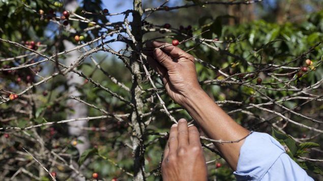 Cambio climático obligará a sembrar el café cada vez a más altura