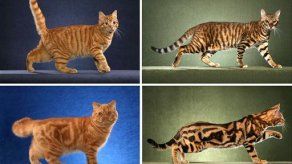 Detectan gen que determina rayas o motas en gatos