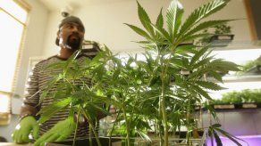 Mujica defiende ley marihuana ante una mayoría que no siempre tiene razón