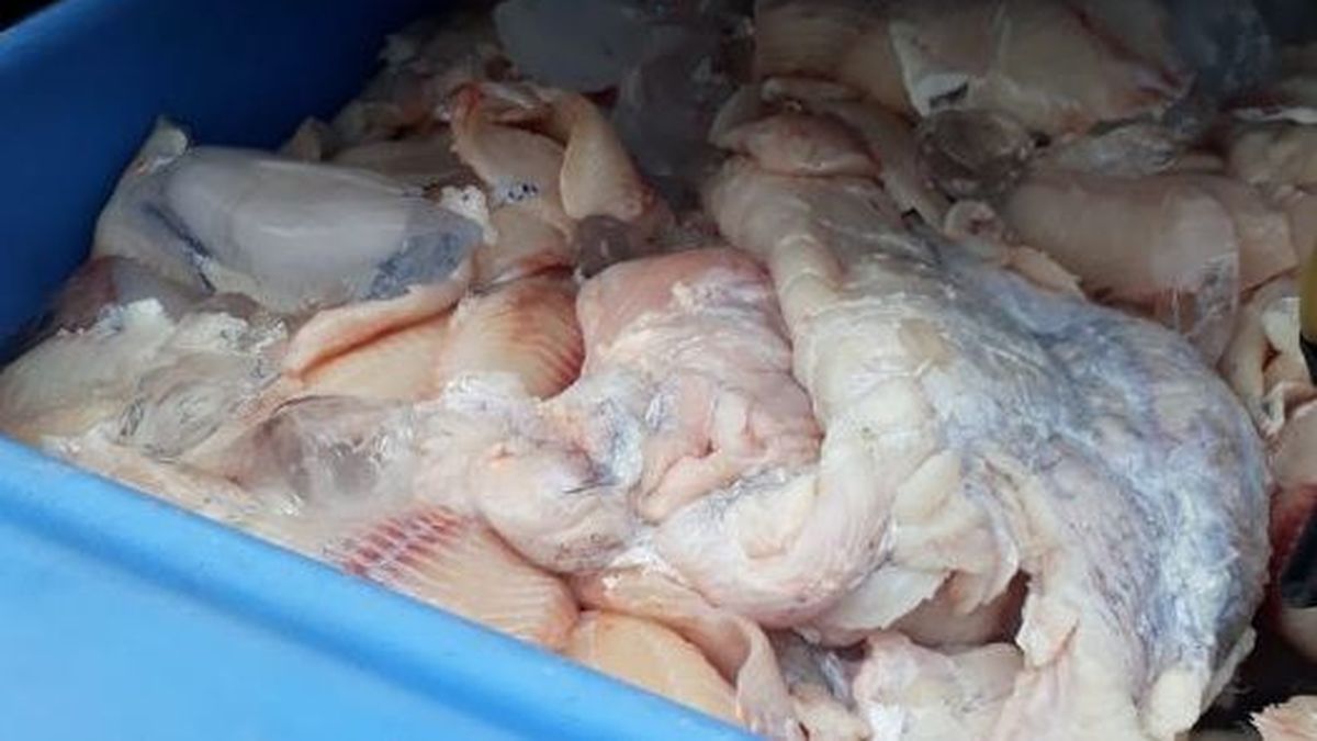 Decomisan 300 libras de carne de cocodrilo en Chepo, 2 detenidos