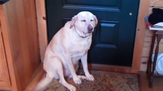 Estudian sentimientos de celos y vergüenza en los perros