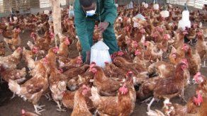 Mueren dos personas en China por una nueva cepa de la gripe aviar