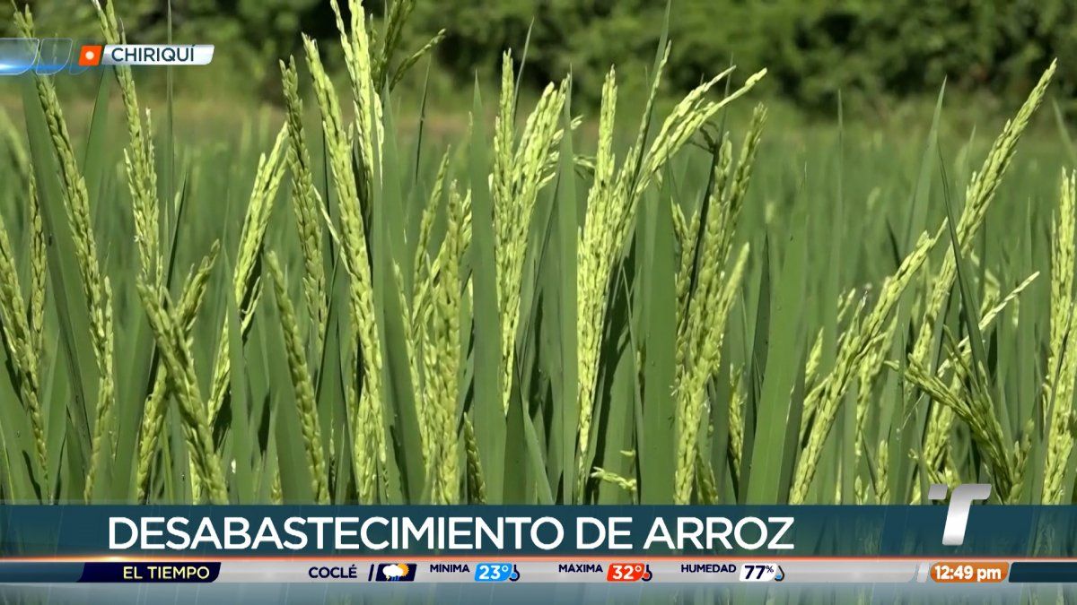 Advierten Que Producción De Arroz Será Menor A La De 2022 3555