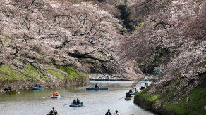 Las flores de cerezo tiñen de rosa a Tokio en su momento álgido de floración