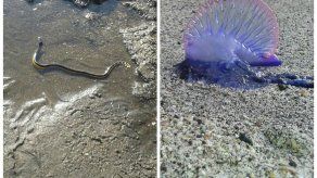 Miambiente advierte sobre especies venenosas en costas panameñas