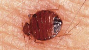 Una epidemia de chinches moviliza a las autoridades en EU