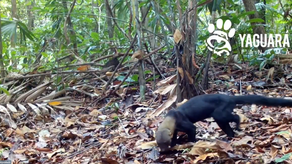 Mustélido Tayra, Fundación Yaguará Panamá.