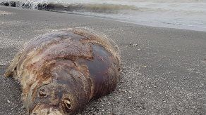 A principios del siglo XX contaba con más de un millón de focas (Pusa caspica), de las cuales hoy sólo quedan 68.000 ejemplares adultos.