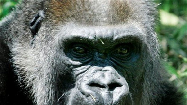ONU reconoce 21 nuevas especies de animales en extinción