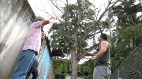 Familias preocupadas denuncian afectaciones por árbol enfermo en Corozal
