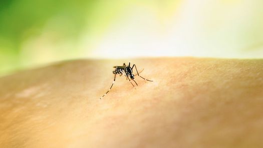 Repelentes caseros contra los mosquitos.