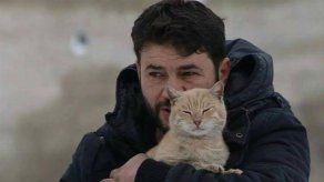 El héroe de los gatos en el conflicto de Siria
