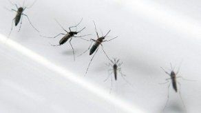 Experto alerta sobre riesgo de dengue durante el mundial de Brasil