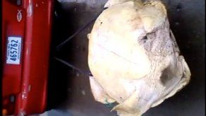 Jóvenes arrastran por la calle a tortuga verde y luego la matan en Costa Rica