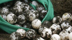 Panameños buscan conservar tortuga en peligro de extinción