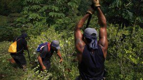 Erradicadores destruyen cultivos de coca en Colombia