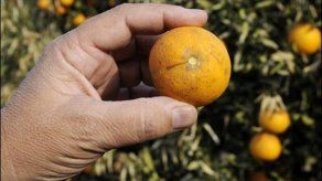 vitamina C reduciría efectos terapéuticos contra el cáncer