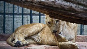 México: Amenazan lanzarlo a leones en operativo antidrogas