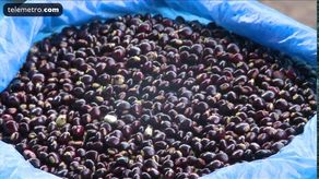 Guandú: Agricultores de Veraguas cosechan 370 quintales