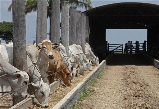 Arranca la mayor feria ganadera, industrial y agrícola de Paraguay